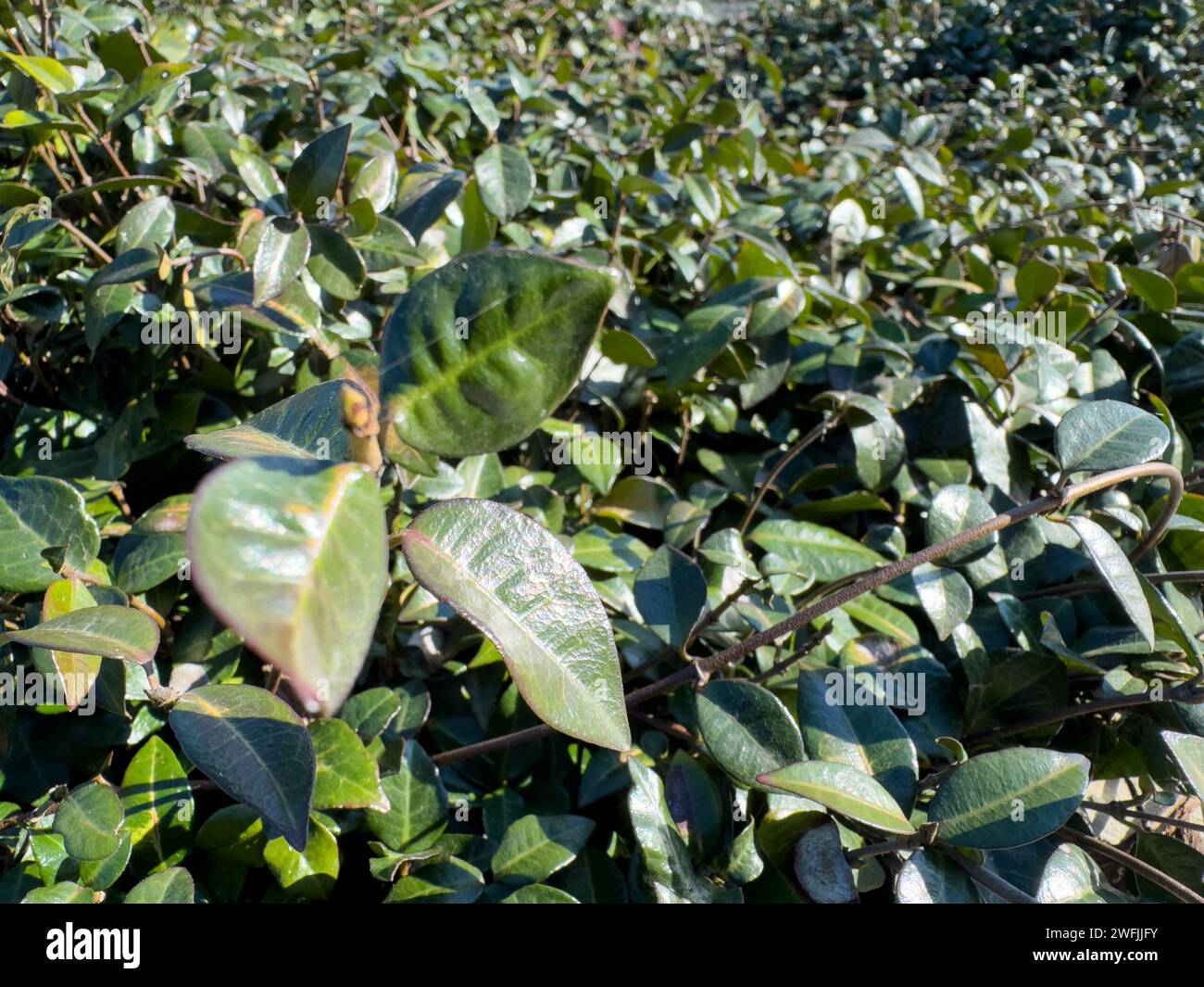Green leaves growing downwards from a vibrant plant Stock Photo Alamy