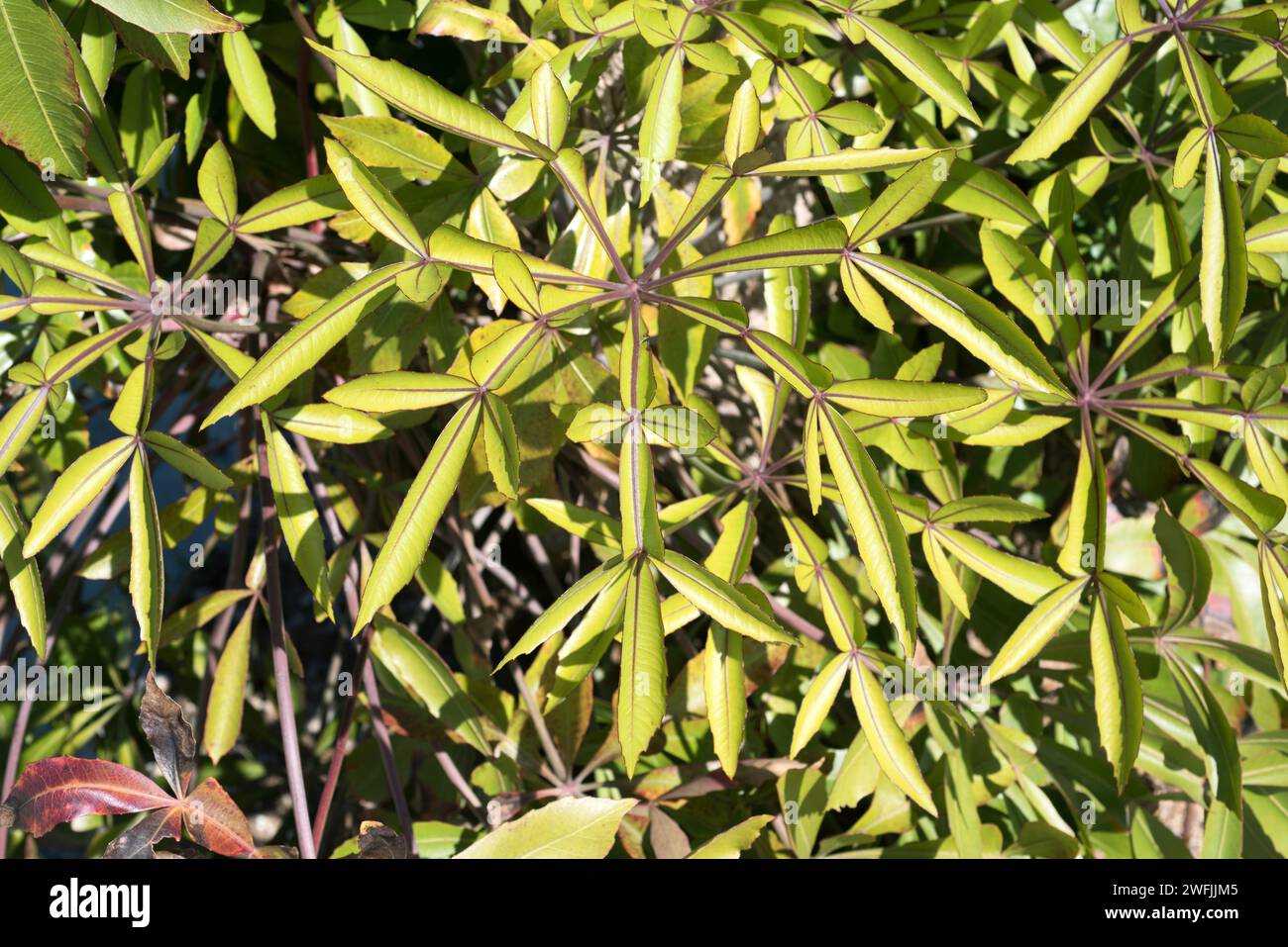 Cabbage tree (Cussonia spicata) is an evergreen tree native to southern Africa. Leaves detail. Stock Photo