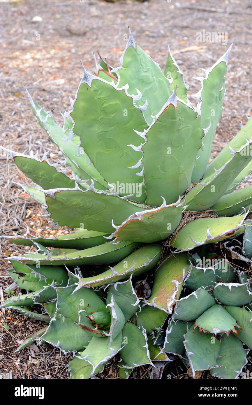 Agave feroz or maguey manso (Agave salmiana ferox) is a succulent plant native to Mexico and naturalized in Canary Islands. Stock Photo