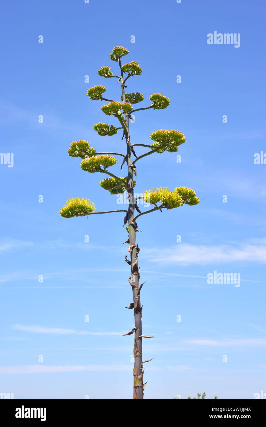 Agave feroz or maguey manso (Agave salmiana ferox) is a succulent plant native to Mexico and naturalized in Canary Islands. Floral stem detail. Stock Photo
