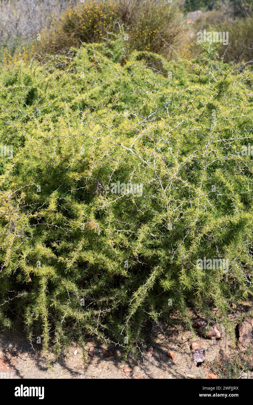 Esparraguera amarguera or esparraguera blanca (Asparagus albus) is a shrub native to western Mediterranean Basin and Canary Islands. THis photo was ta Stock Photo
