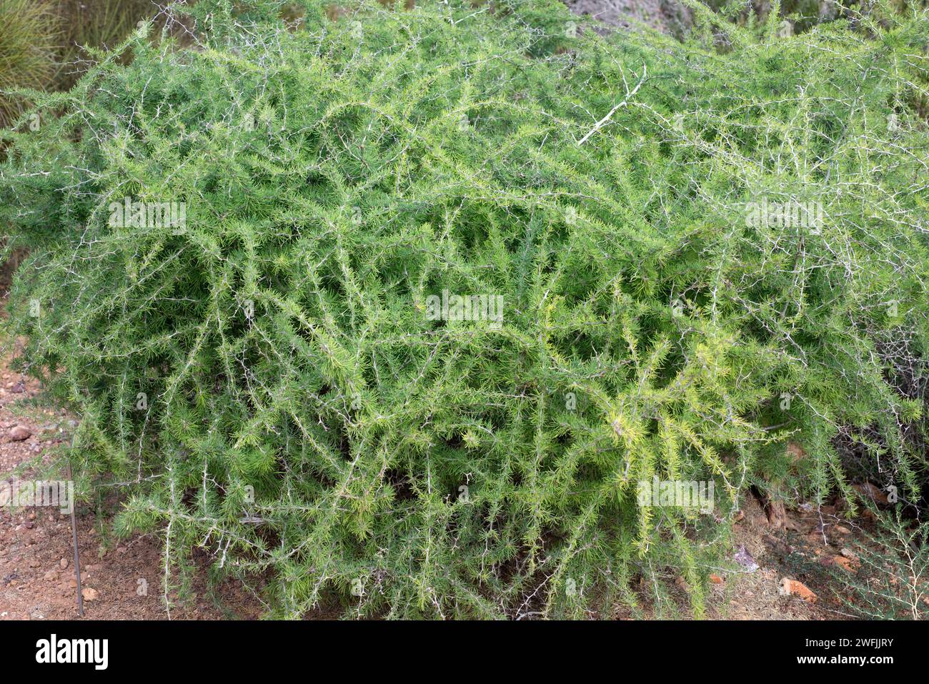 Esparraguera amarguera or esparraguera blanca (Asparagus albus) is a shrub native to western Mediterranean Basin and Canary Islands. THis photo was ta Stock Photo