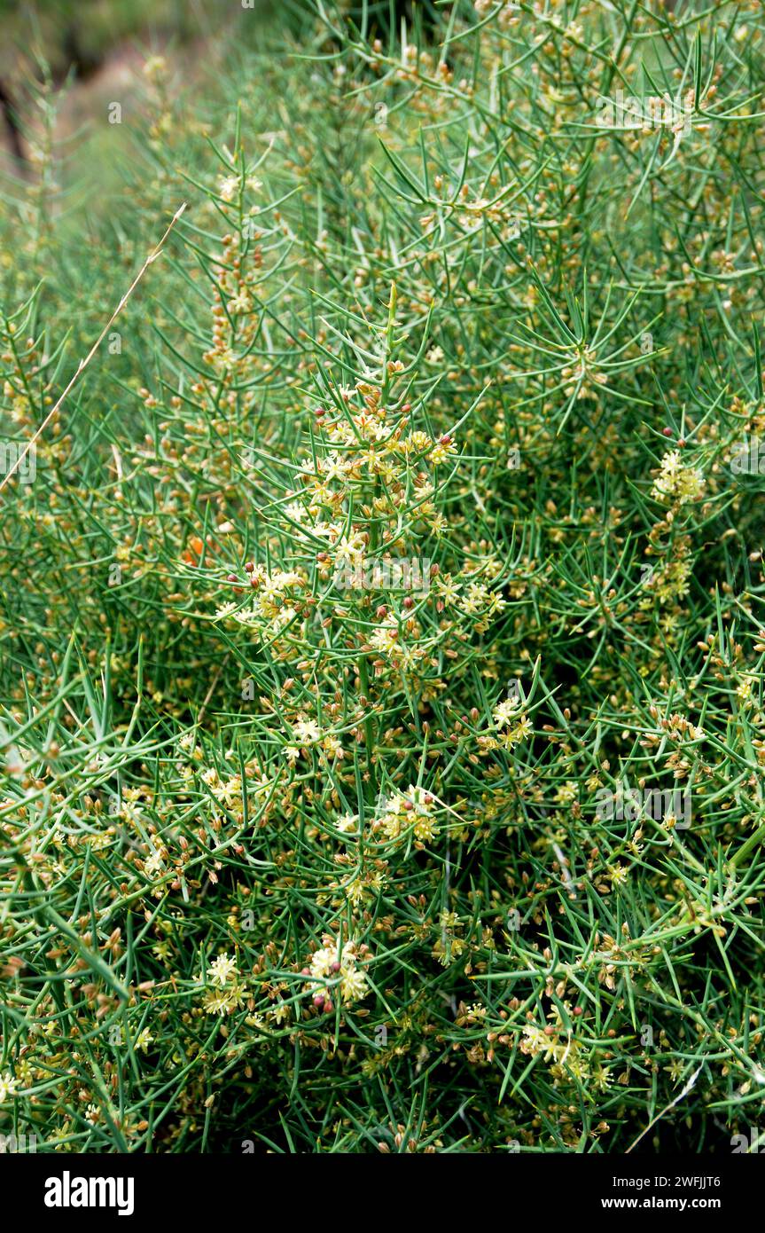 Esparraguera de monte (Asparagus horridus, Asparagus aphyllus or Asparagus stipularis) is a thorny shrub native to western Mediterranean Basin. Fruits Stock Photo