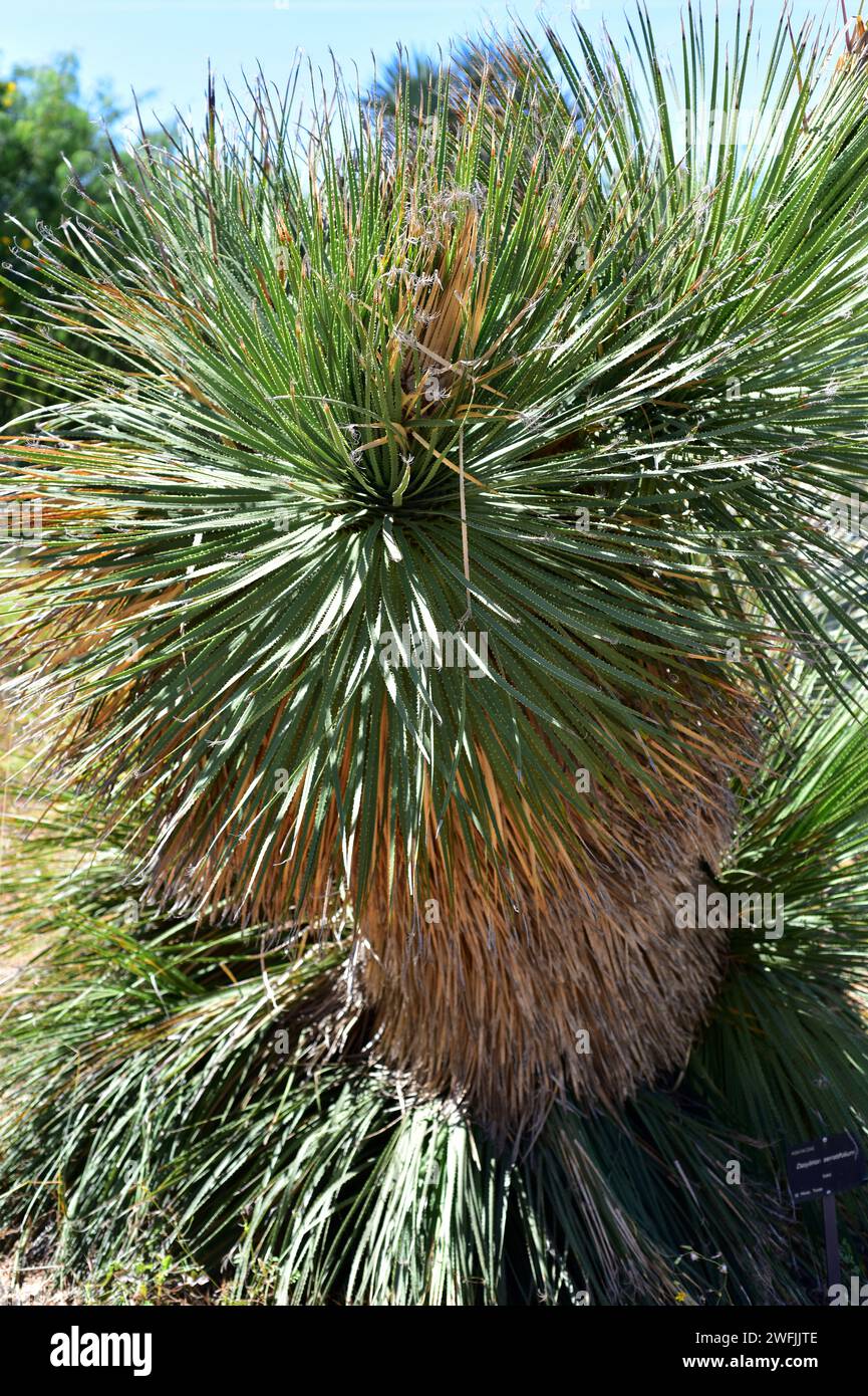 Cucharilla or sandpaper sotol (Dasylirion serratifolium) is an ornamental plant native to Mexico. Stock Photo
