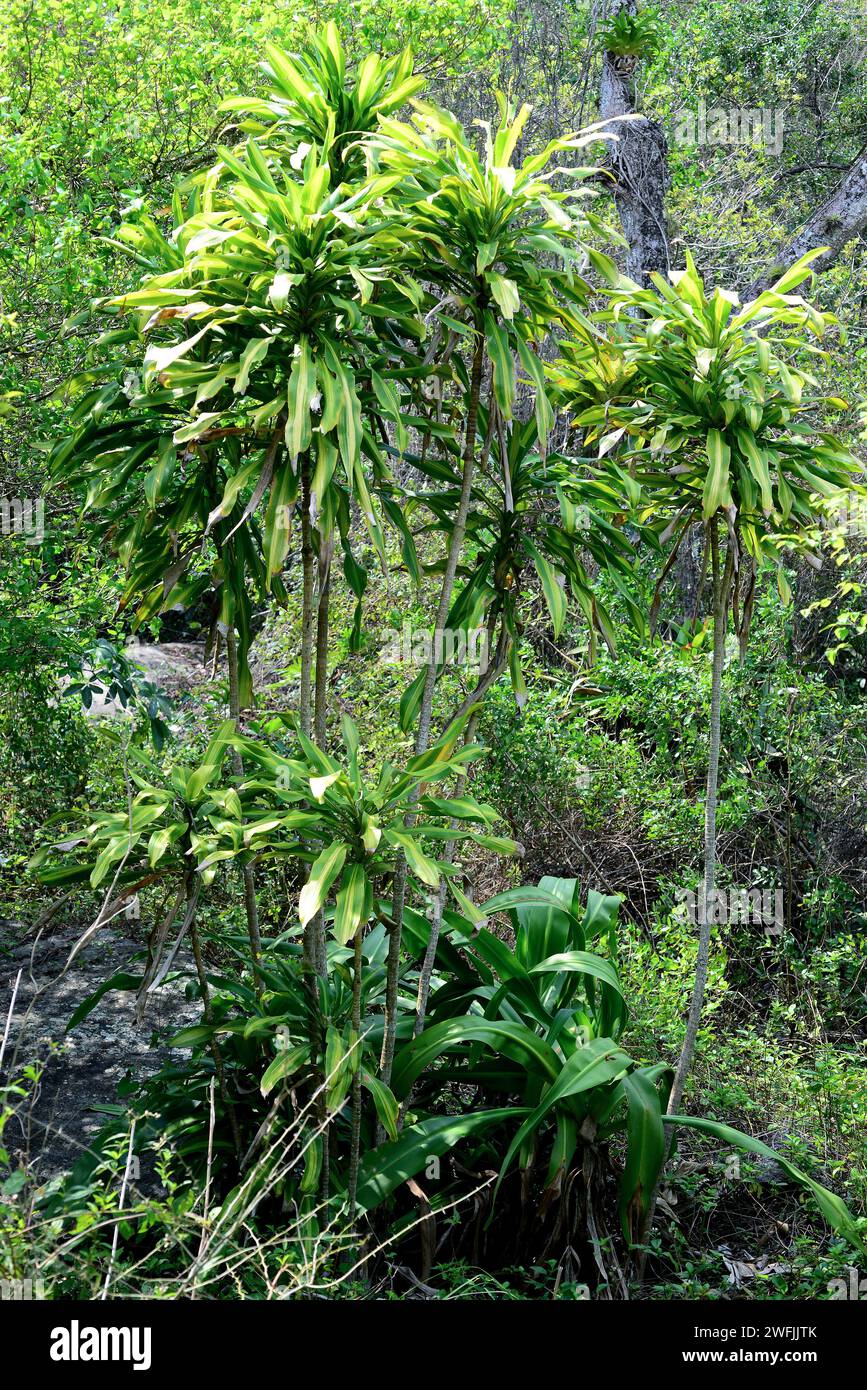 Cornstalk dracaena (Dracaena fragrans) is an ornamental shrub native to tropical Africa. Stock Photo