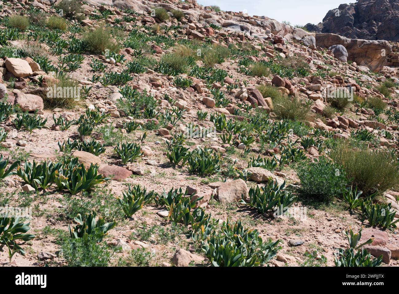 Sea squill (Drimia maritima or Urginea maritima) is a perennial herb native to Mediterranean Basin coasts. It is poisonous and medicinal used since an Stock Photo