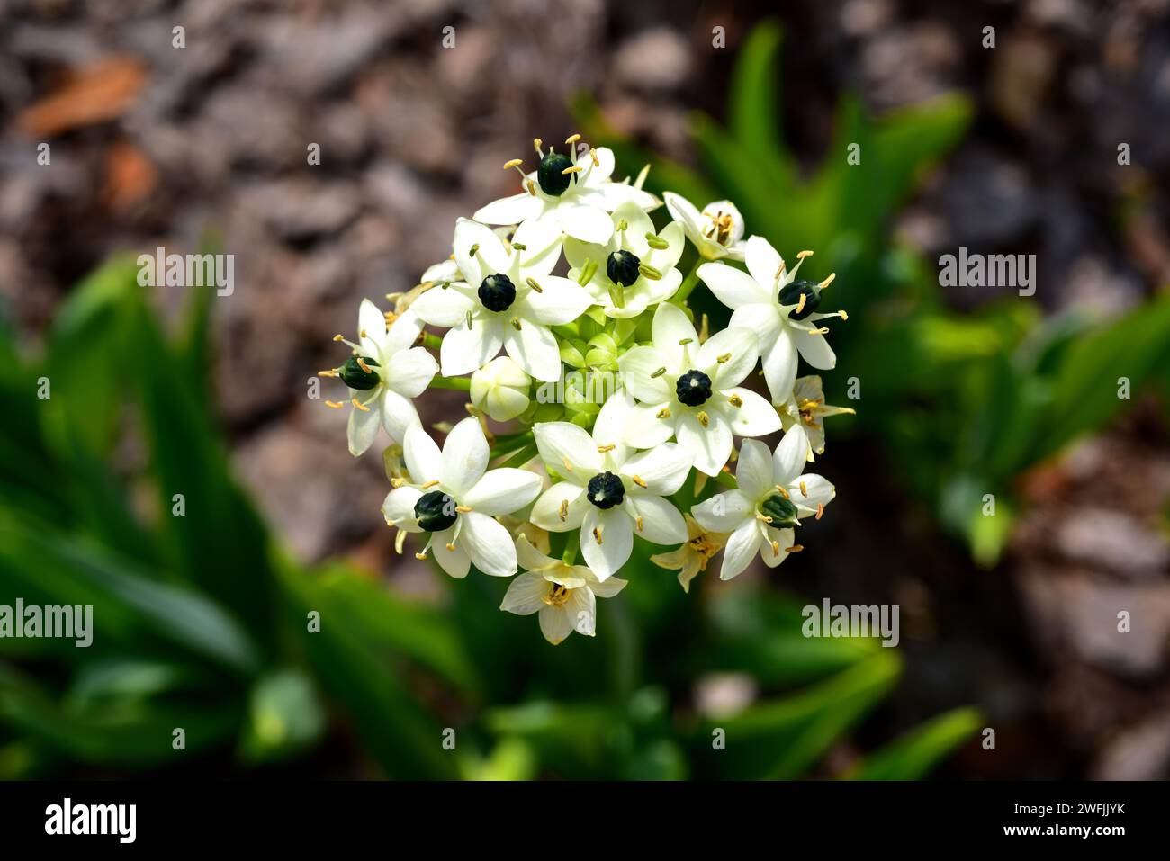 Giant chincherinchee (Ornithogalum saundersiae) is a poisonous