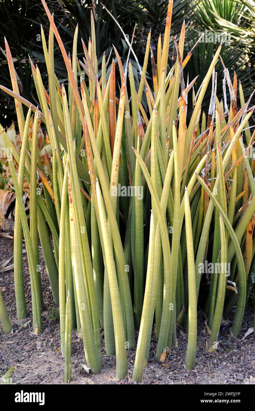 air plants kaufen Large Air Grass Plant 12