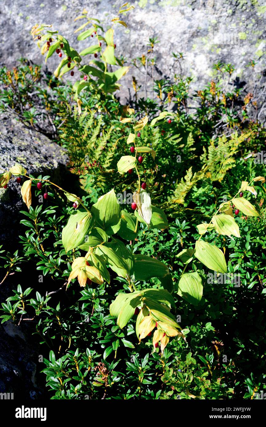 Twidstedstolck (Streptopus amplexifolius) is a perennial herb native to Eurasia and North America. Its fruits are edible. This photo was taken in Aigu Stock Photo