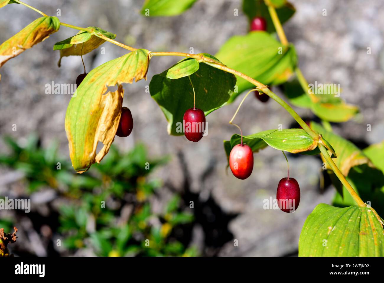 Twidstedstolck (Streptopus amplexifolius) is a perennial herb native to Eurasia and North America. Its fruits are edible. This photo was taken in Aigu Stock Photo