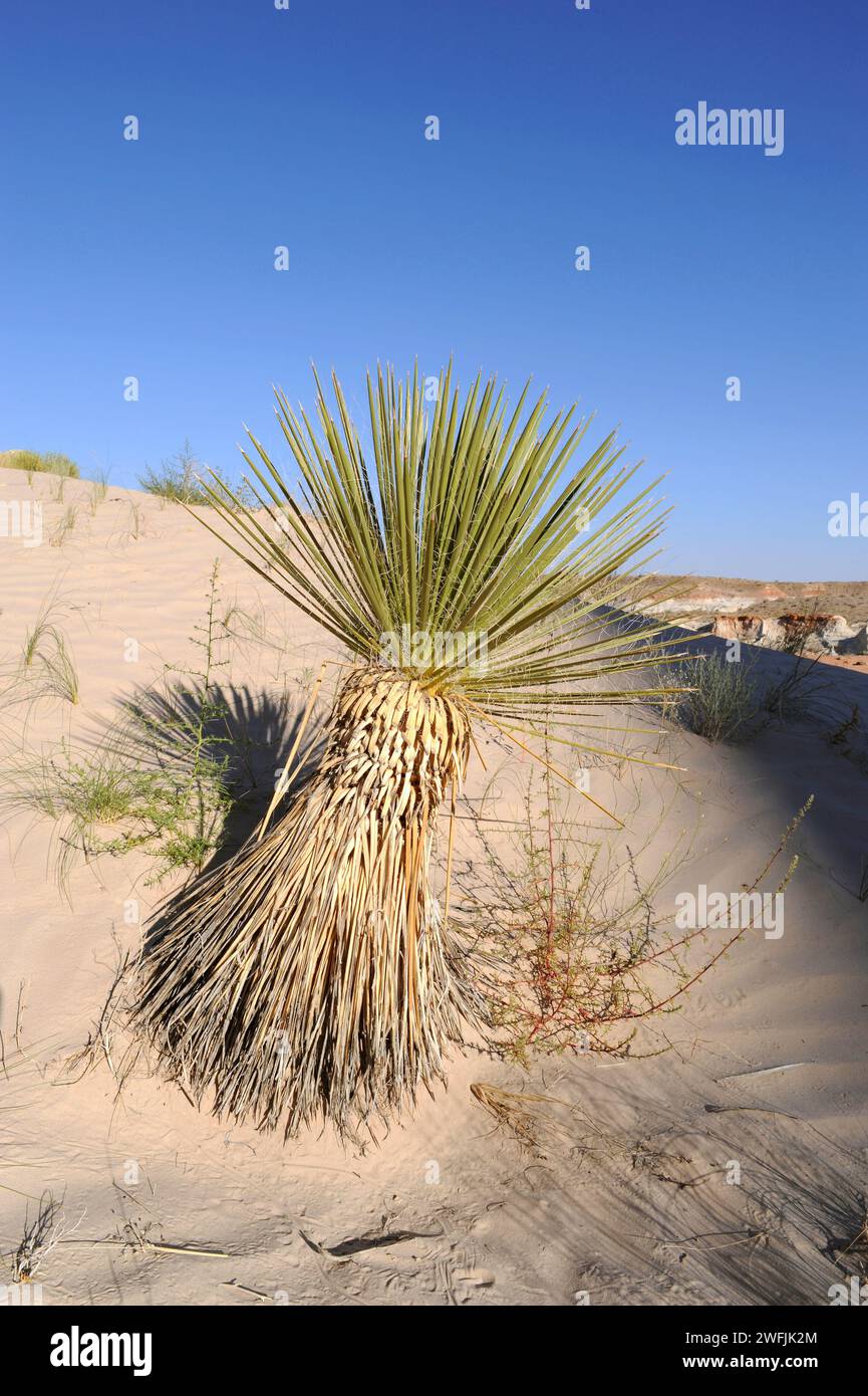 Utah yucca (Yucca utahensis) is an evergreen plant native to Utah, Arizona and Nevada. This photo was taken in Arizona, USA. Stock Photo