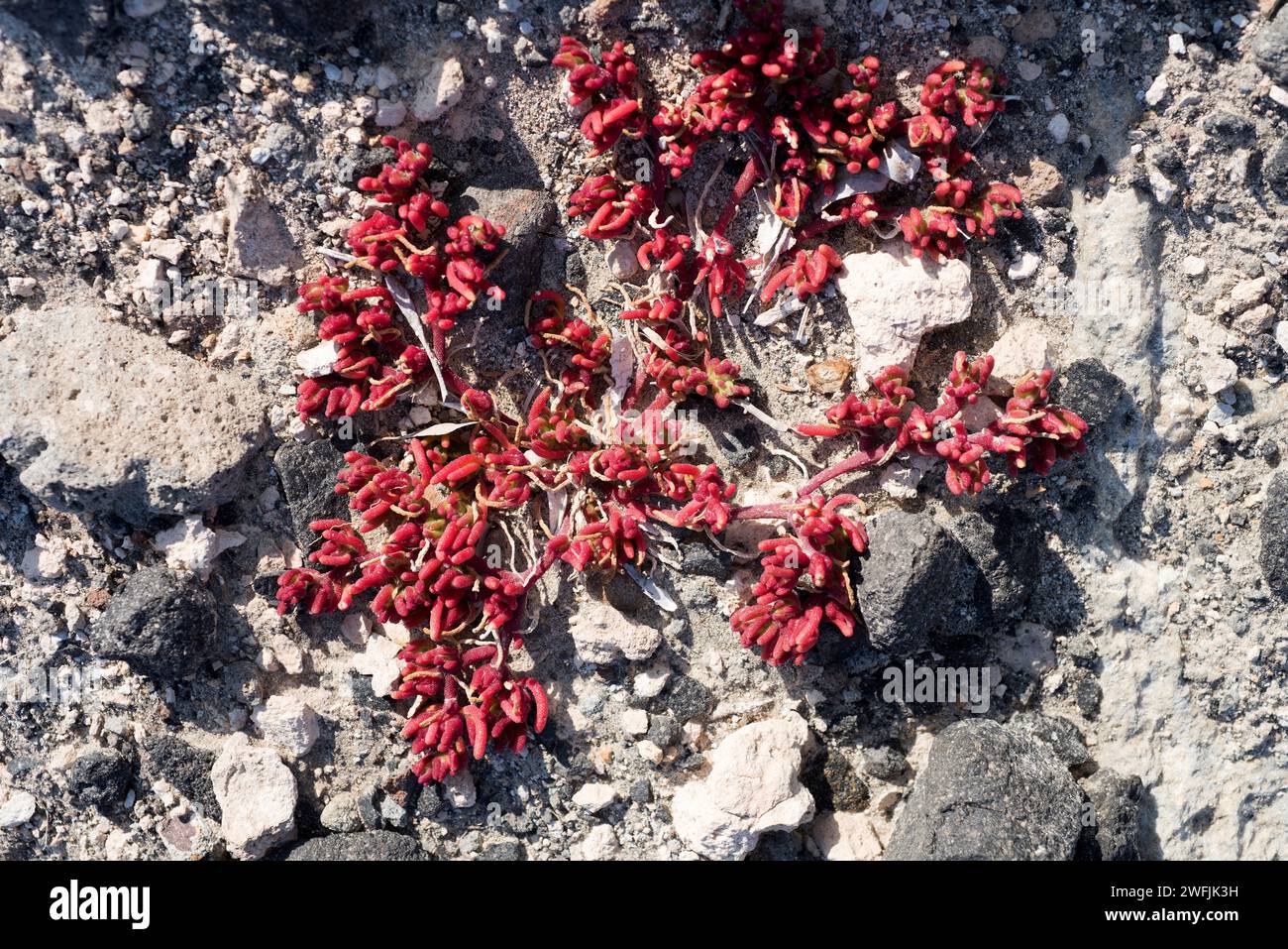 Slenderleaf iceplant (Mesembryanthemum nodiflorum) is a suculent plant native to eastern Mediterranean Basin, southeastern Spain and  South Africa but Stock Photo