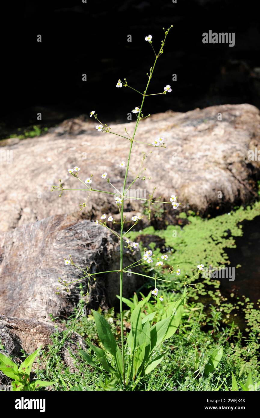 European water-plantain (Alisma plantago-aquatica) is a perennial aquatic herb native to Europe, Africa and Asia. This photo was taken in Arribes del Stock Photo