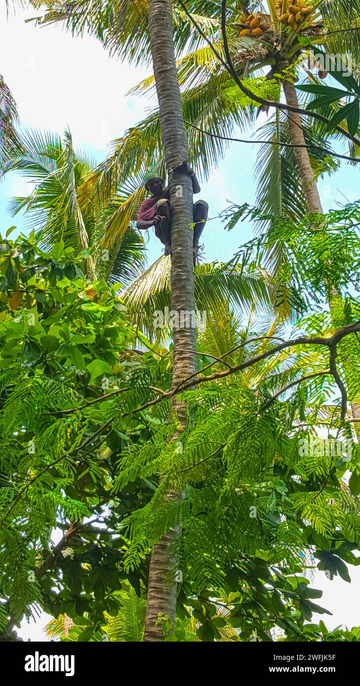 men climbing on a tree to pick a coconut Zanzibar Stock Photo