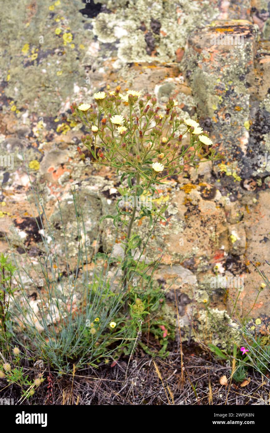 Cerraja lanuda (Andryala integrifolia) is an annual or perennial plant native to Mediterranean Basin and Macaronesia. This photo was taken in Castroto Stock Photo