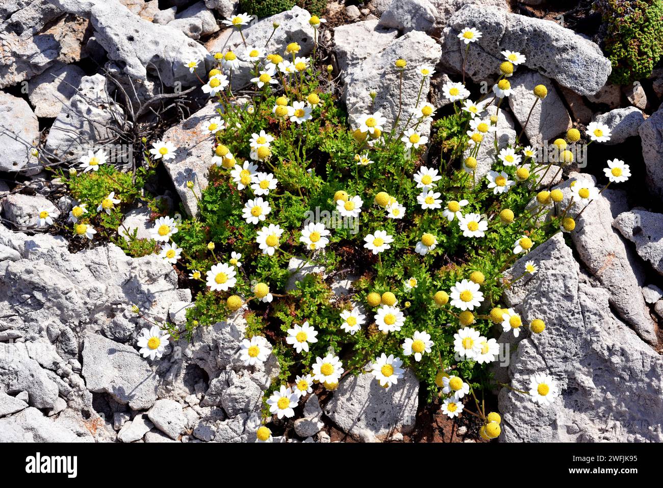 Seaside chamomile (Anthemis maritima) is a perennial herb native to western Mediterranean Basin. This photo was taken in Cala Morell, Menorca, Baleari Stock Photo