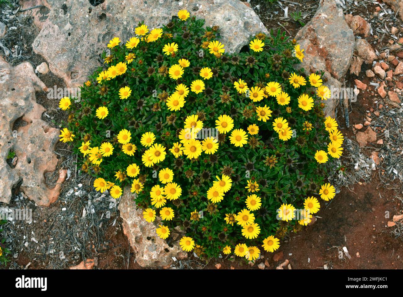 Gold coin daisy (Asteriscus maritimus or Pallenis maritima) is a perennial herb native to west Mediterranean coasts, Canary Islands and Greece. This p Stock Photo