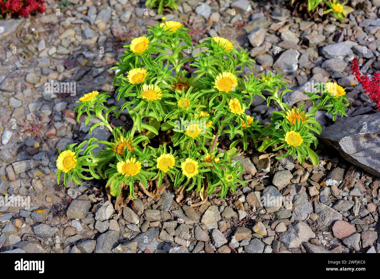 Gold coin daisy (Asteriscus maritimus or Pallenis maritima) is a perennial herb native to west Mediterranean coasts, Canary Islands and Greece. This p Stock Photo