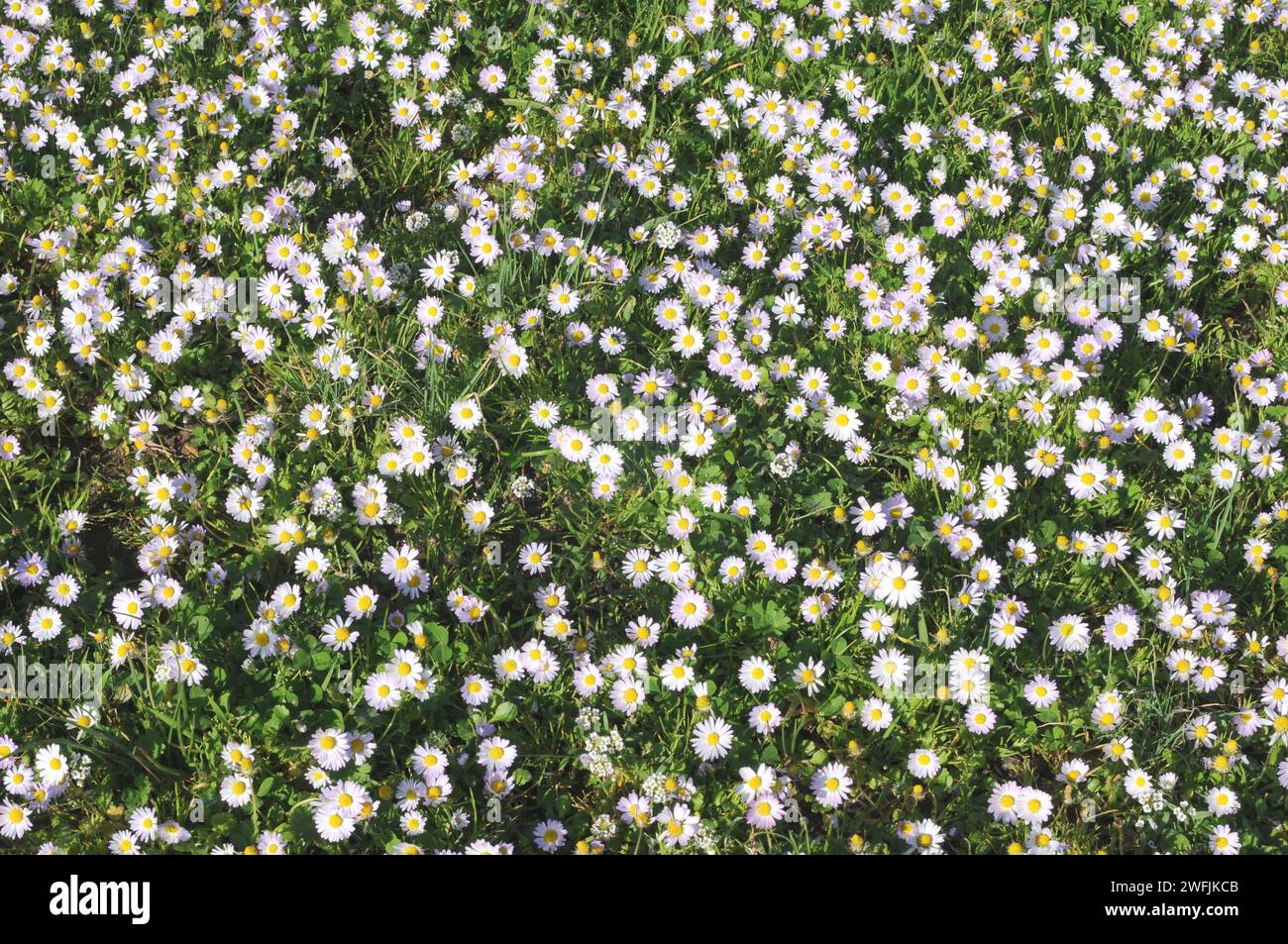 Annual daisy (Bellis annua) is an annual herb native to Mediterranean Basin. This photo was taken in Menorca, Balearic Islands, Spain. Stock Photo