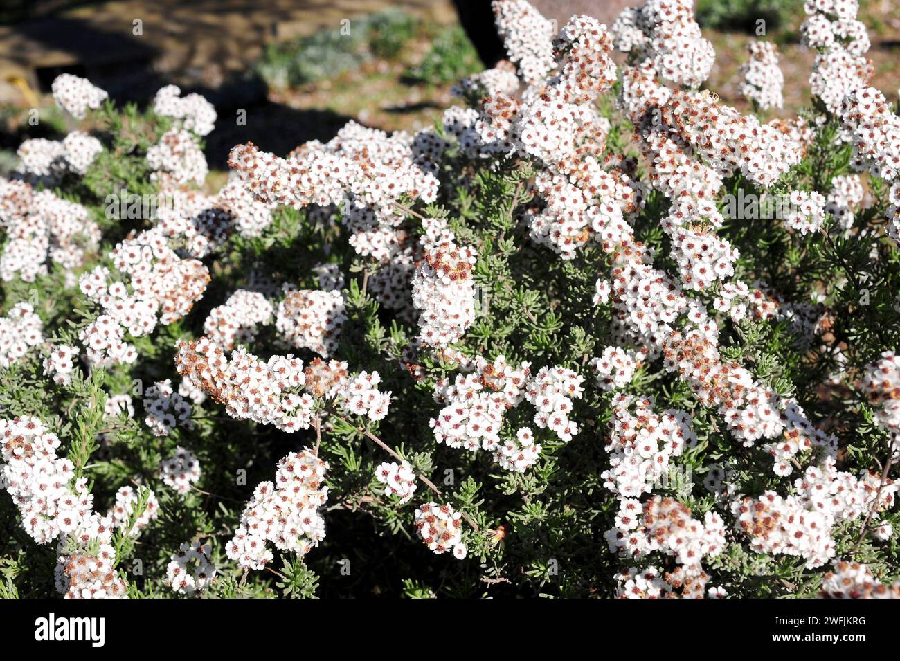 Wild rosemary (Eriocephalus africanus) is an evergreen shrub native to South Africa. Flowering plant. Stock Photo
