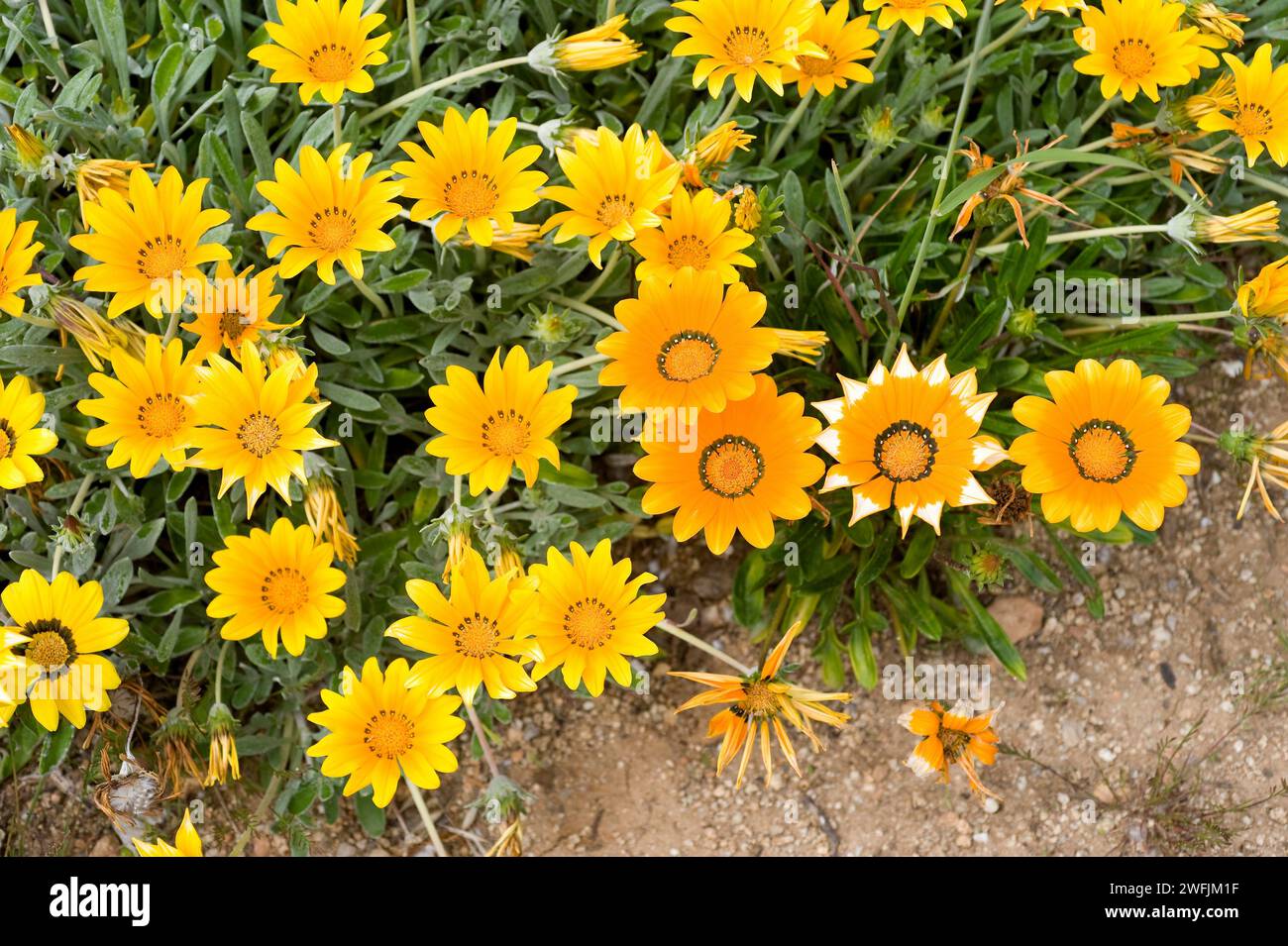 Treasure flower (Gazania linearis or Gazania longiscapa) is a perennial herb native to southern Africa. Chapters detail. Stock Photo