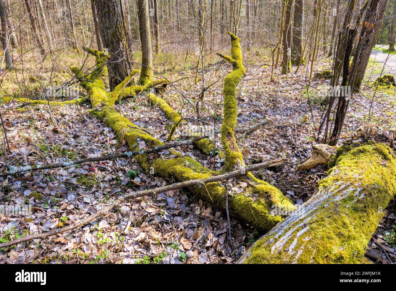 Dead wood covered with moss lying on the forest floor in the spring time Stock Photo