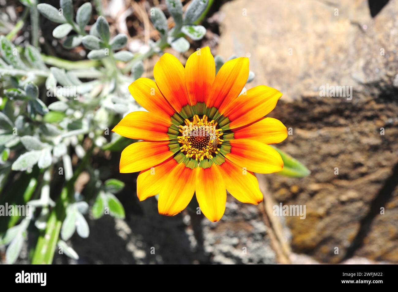 Treasure flower (Gazania rigens or Gazania splendens) is a perennial herb (in temperate regions)  native to southern Africa. Wild specimen naturalized Stock Photo