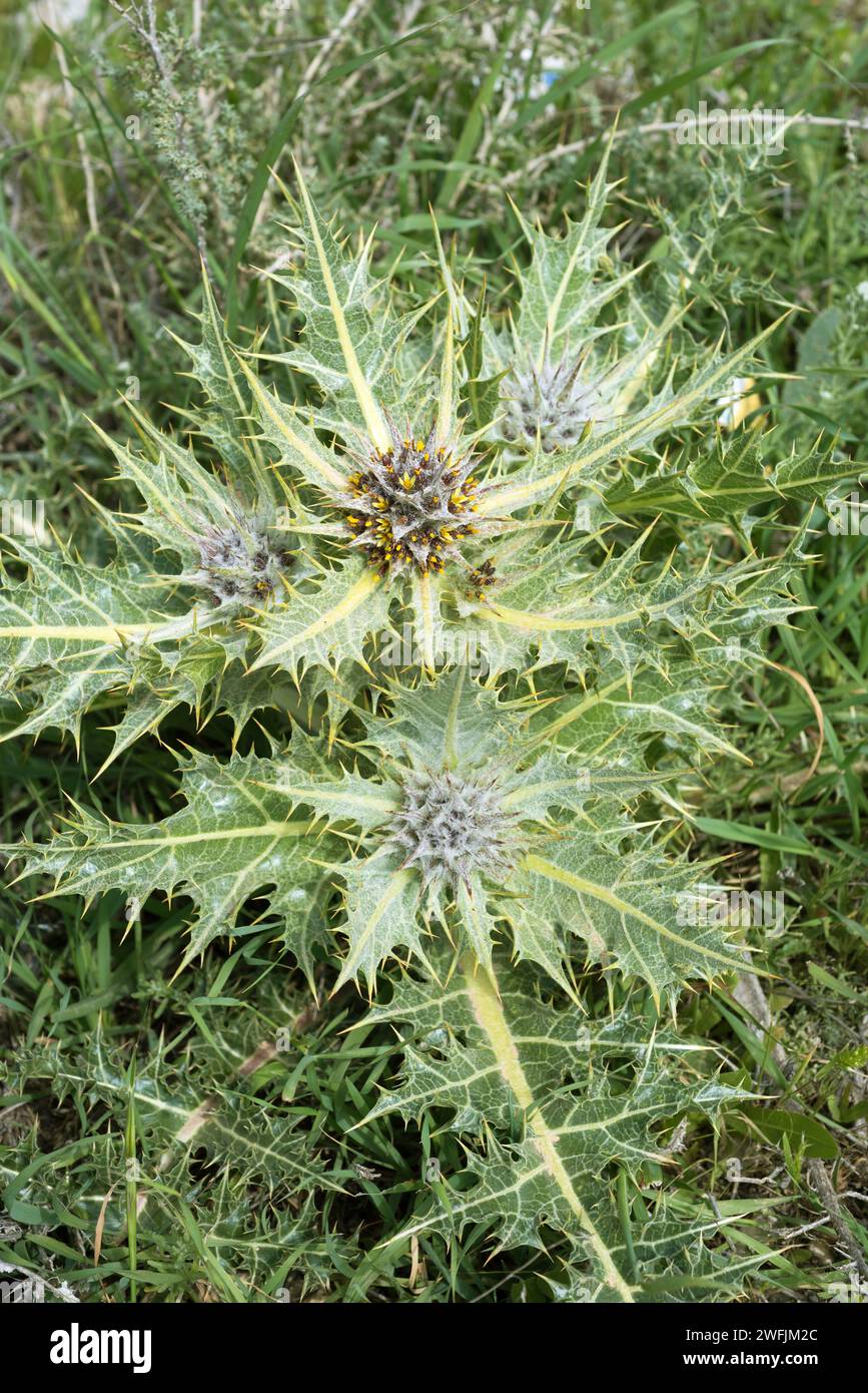 Akub (Goundelia tournefortii) is a edible perennial herb. Its pollen were found in Shroud of Turin. This photo was taken near Madaba, Jordan. Stock Photo