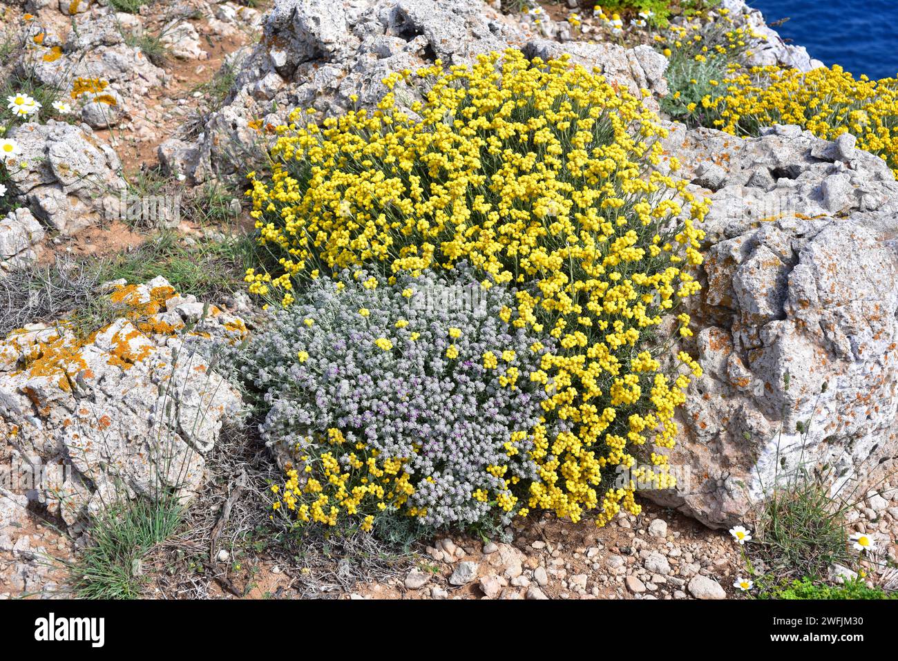 Perpetual, perennial or everlasting (Helichrysum stoechas) is an evergreen shrub native to southern Europe, specially in Iberian Peninsula. In the cen Stock Photo
