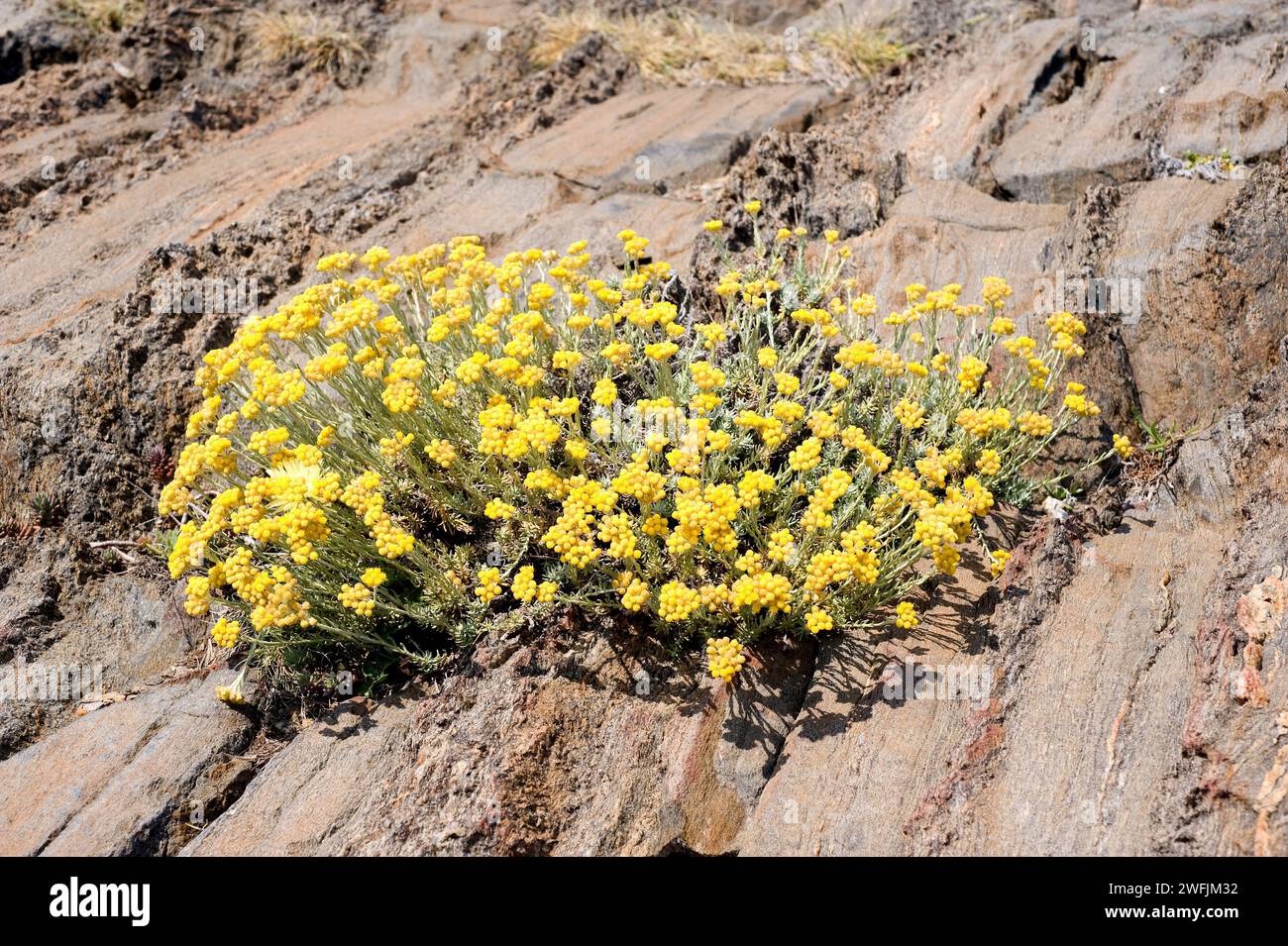 Perpetual, perennial or everlasting (Helichrysum stoechas) is an evergreen shrub native to southern Europe, specially in Iberian Peninsula. This photo Stock Photo