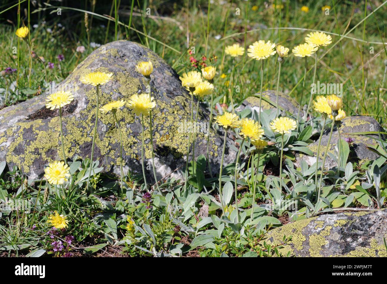 Mouse-ear hawkweed (Hieracium pilosella or Pilosella officinarum) is a perennial medicinal herb native to Europe and north Asia. This photo was taken Stock Photo