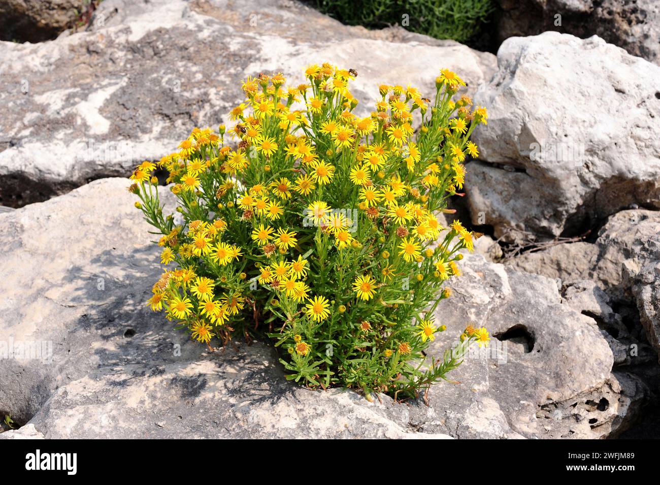 Golden samphire (Inula crithmoides or Limbarda crithmoides) is a perennial herb native to coasts of Mediterranean Basin and atlantic European coasts f Stock Photo