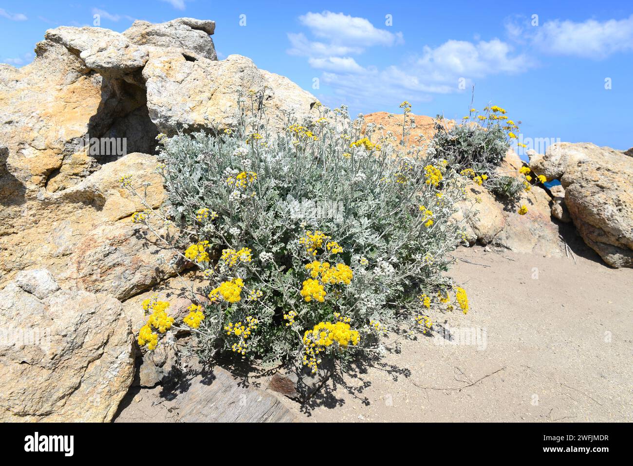 Silver ragwort (Jacobaea maritima or Senecio cineraria) is a perennial ...