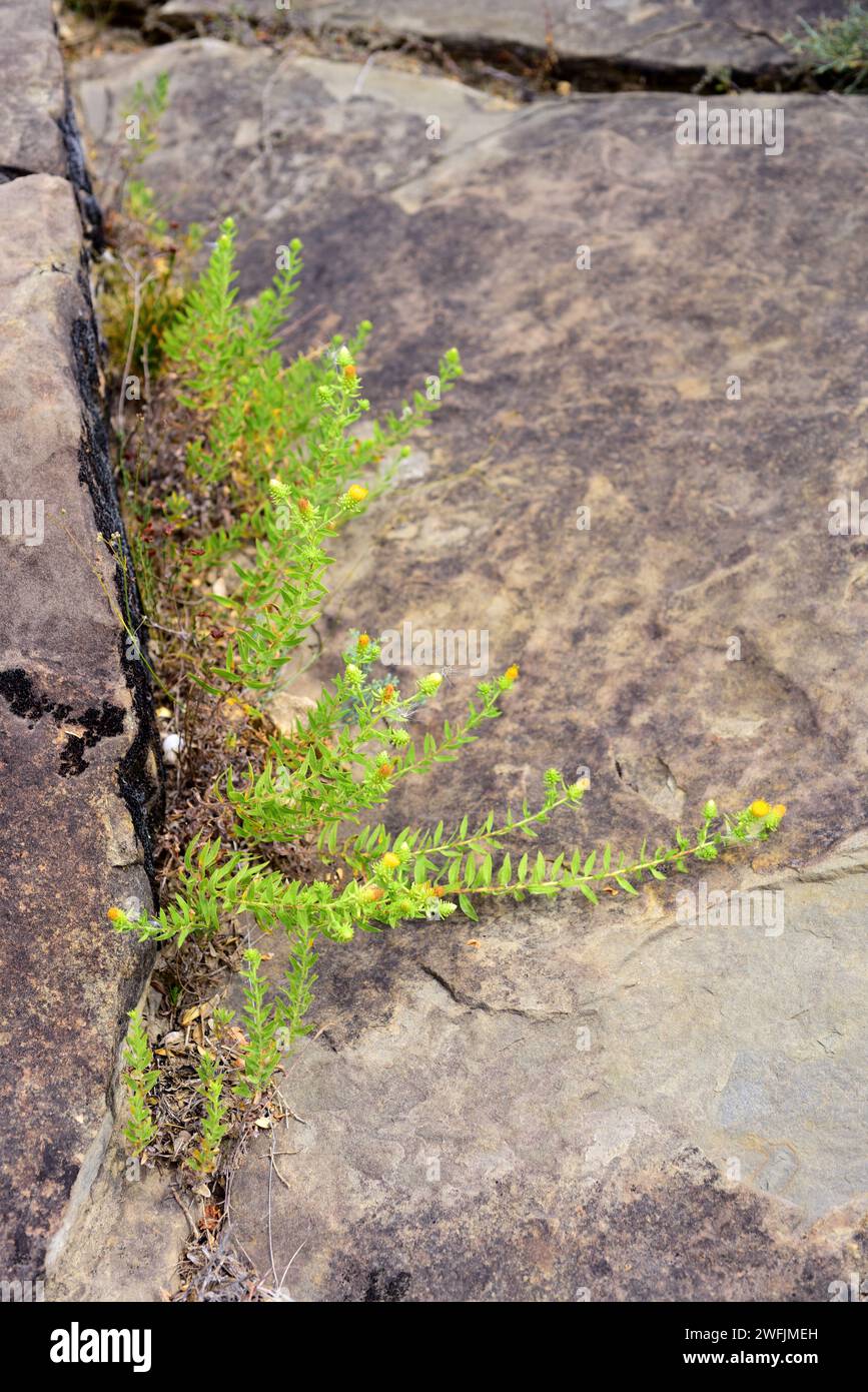 Te de roca hi-res stock photography and images - Alamy