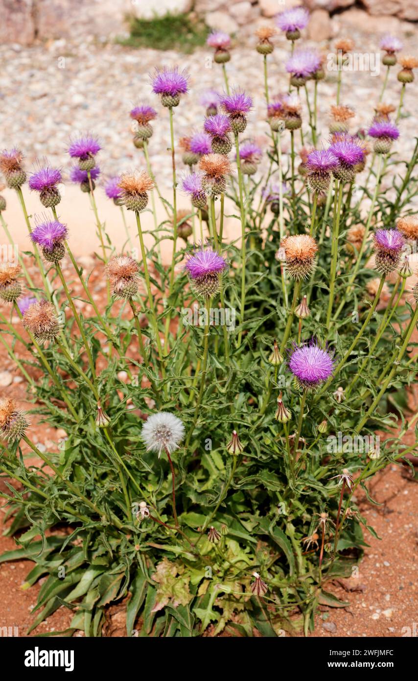 Klasea flavescens mucronata is a perennial herb endemic to southeastern Spain and north Africa. This photo was taken in Cabo de Gata Natural Park, Alm Stock Photo