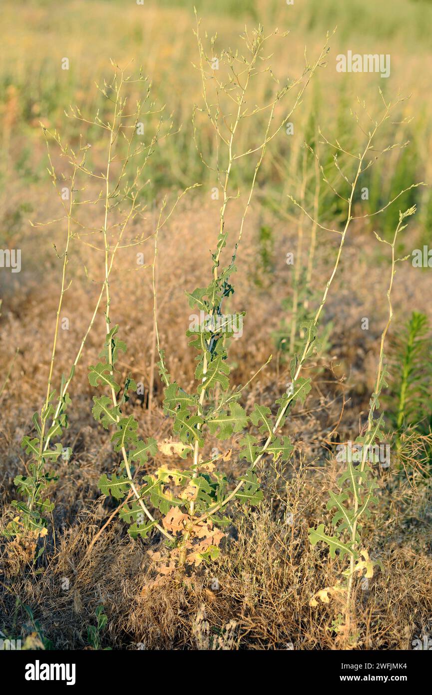 Prickly lettuce (Lactuca serriola) is an annual or biennial herb native to Eurasia and north Africa. This photo was taken in Alt Emporda, Girona provi Stock Photo