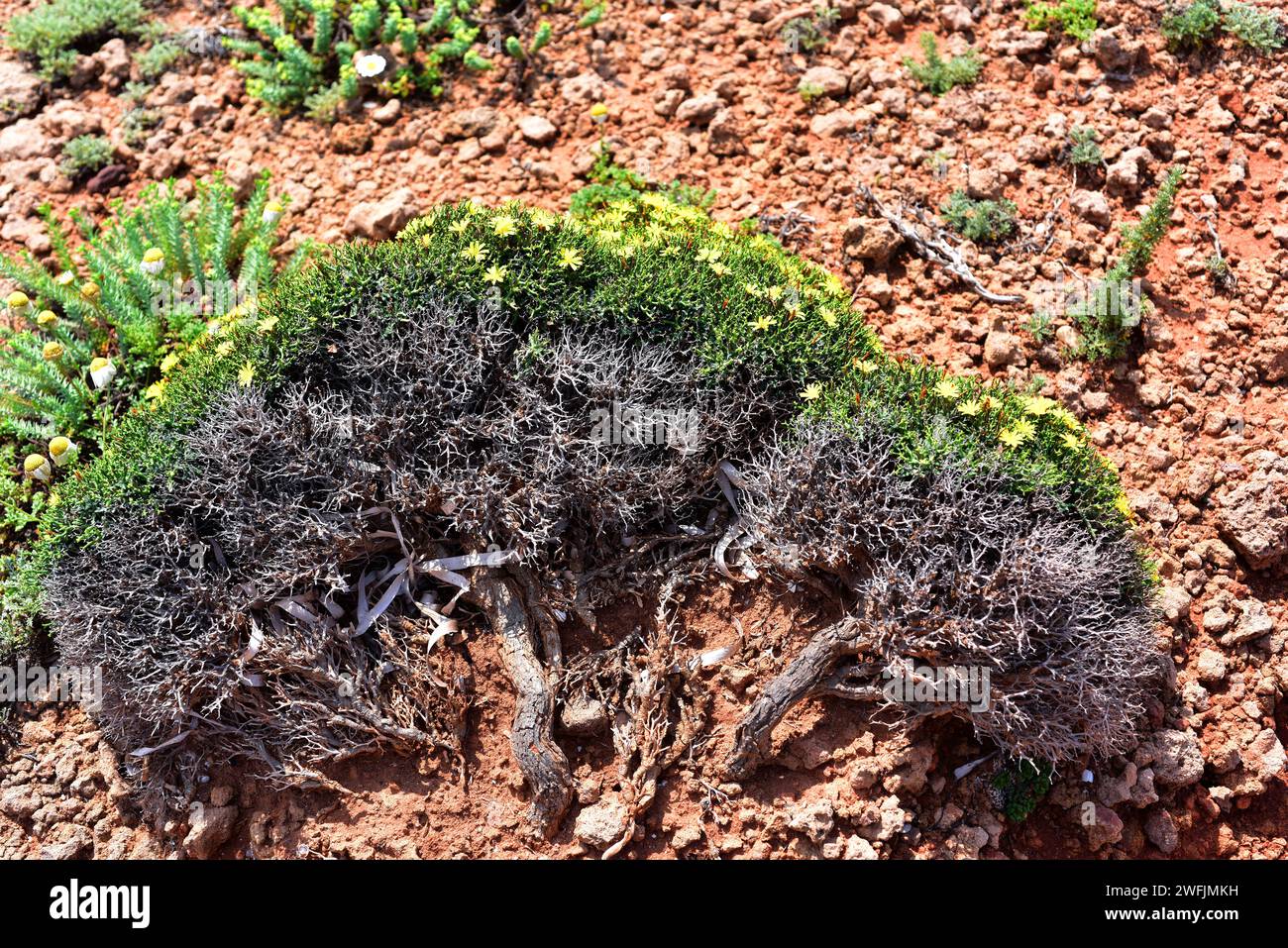 Socarrell (Launaea cervicornis) is a spiny shrub endemic to Mallorca and Menorca coasts. This photo was taken in Cala Pregonda, Menorca; Balearic Isla Stock Photo