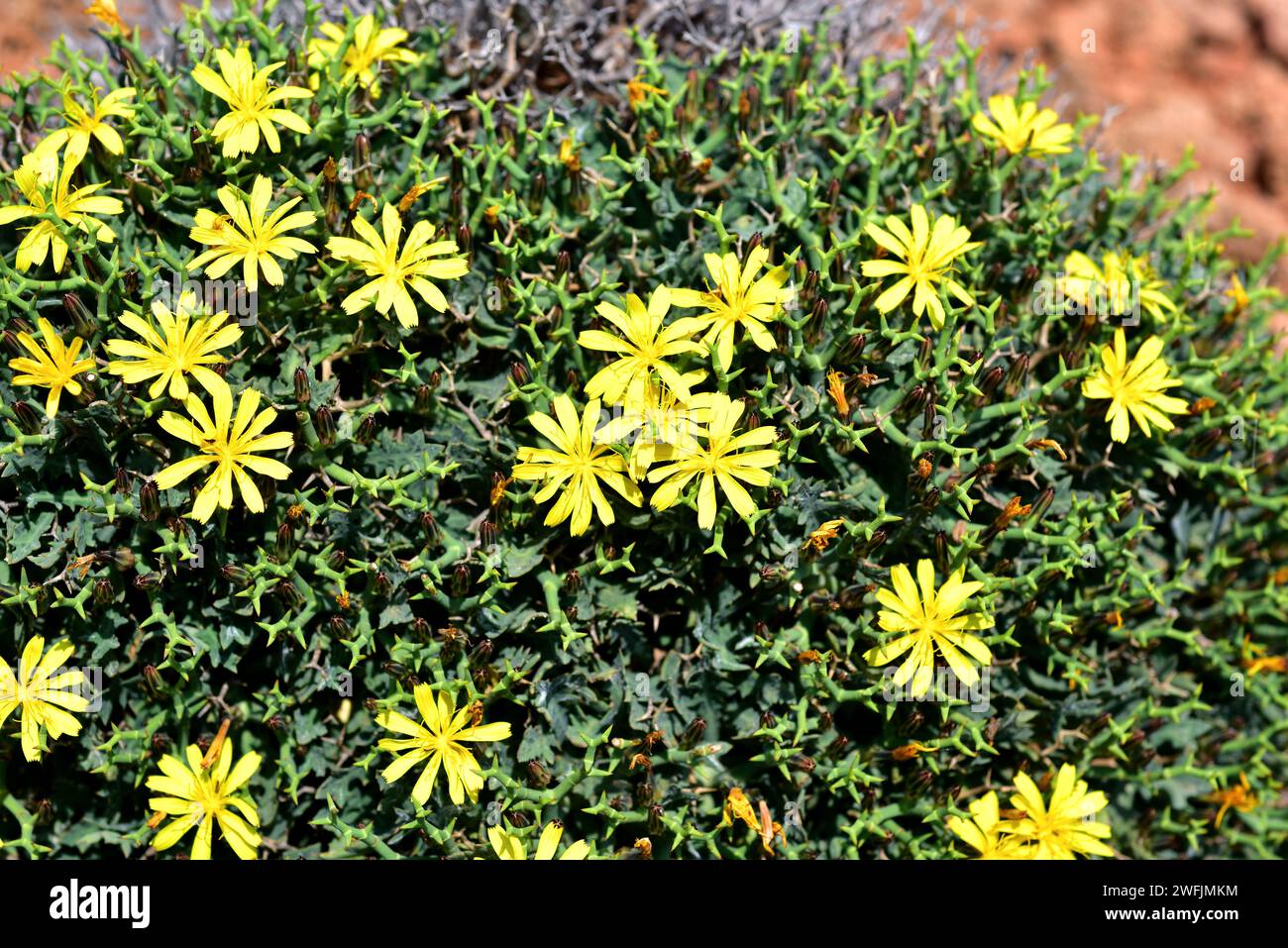 Socarrell (Launaea cervicornis) is a spiny shrub endemic to Mallorca and Menorca coasts. This photo was taken in Cala Pregonda, Menorca; Balearic Isla Stock Photo