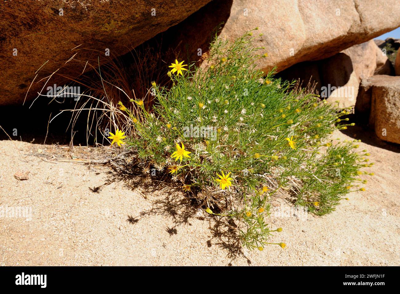 Cinchweed or limoncillo (Pectis papposa) is an annual herb native to southwestern USA and northern Mexico. This photo was taken in Joshua Tree Nationa Stock Photo