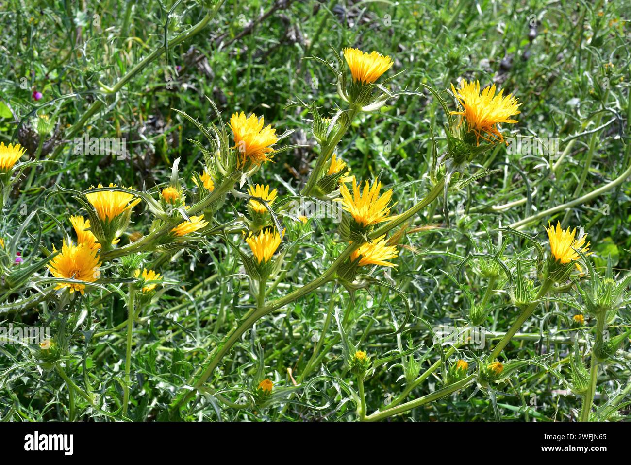 Scolymus grandiflorus is an annual or perennial plant native to northern Africa, Italy, France and western Asia. Chapters detail. Stock Photo