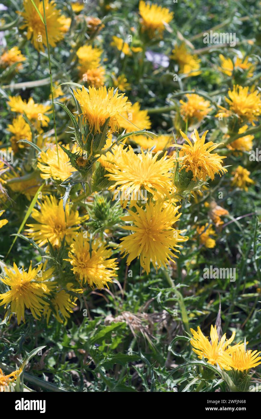 Scolymus grandiflorus is an annual or perennial plant native to northern Africa, Italy, France and western Asia. Chapters detail. Stock Photo