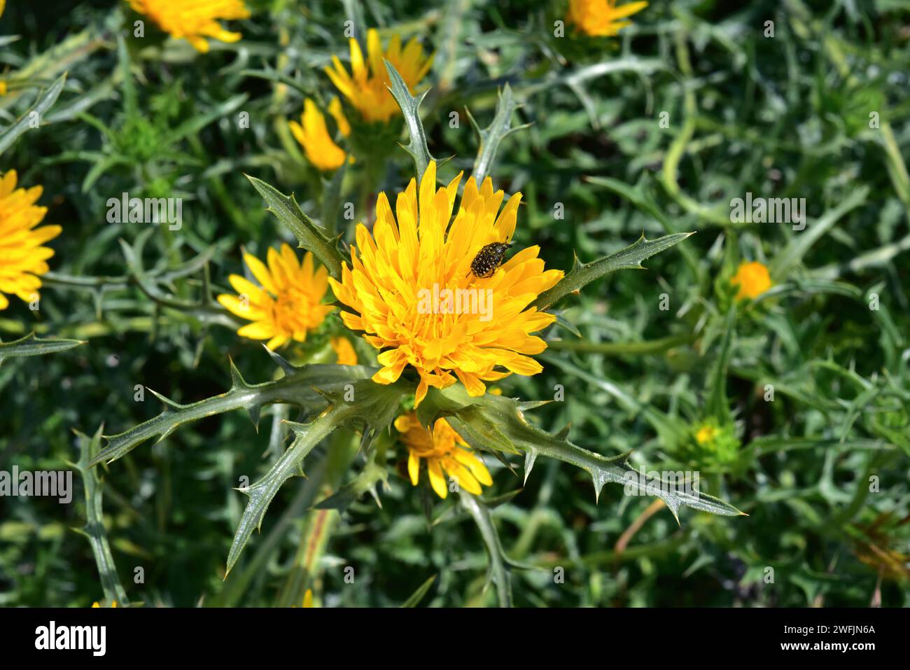 Scolymus grandiflorus is an annual or perennial plant native to northern Africa, Italy, France and western Asia. Chapters detail with the coleoptera m Stock Photo