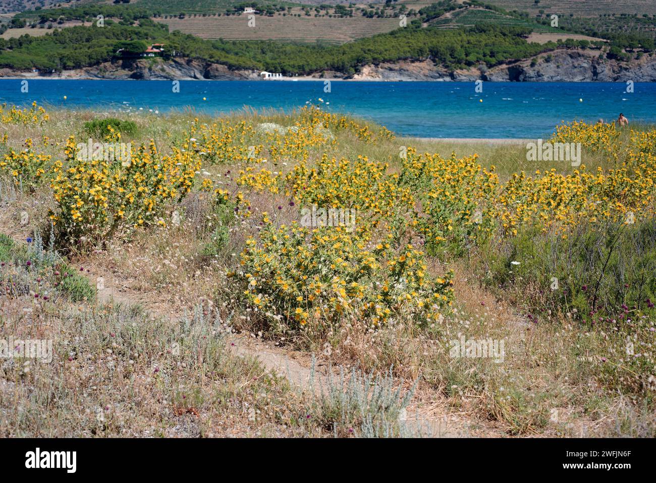 Spanish oyster thistle (Scolymus hispanicus) is a biennial or perennial