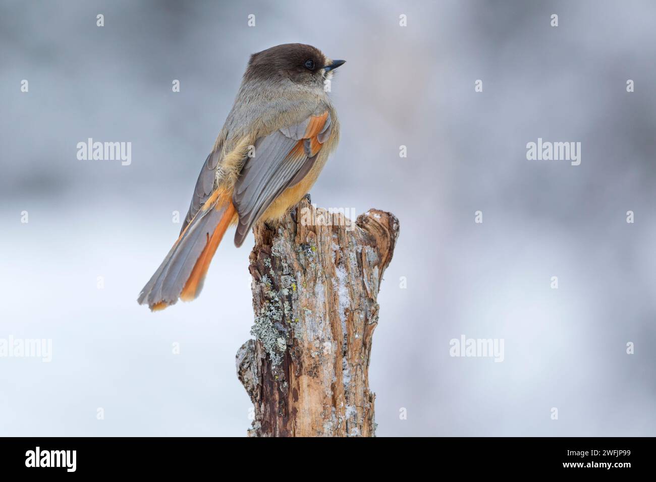 Siberian Jay (Perisoreus infaustus), perched on a tree stump. Showing details of plumage  Set against a pale background. Boreal forest in Finland duri Stock Photo