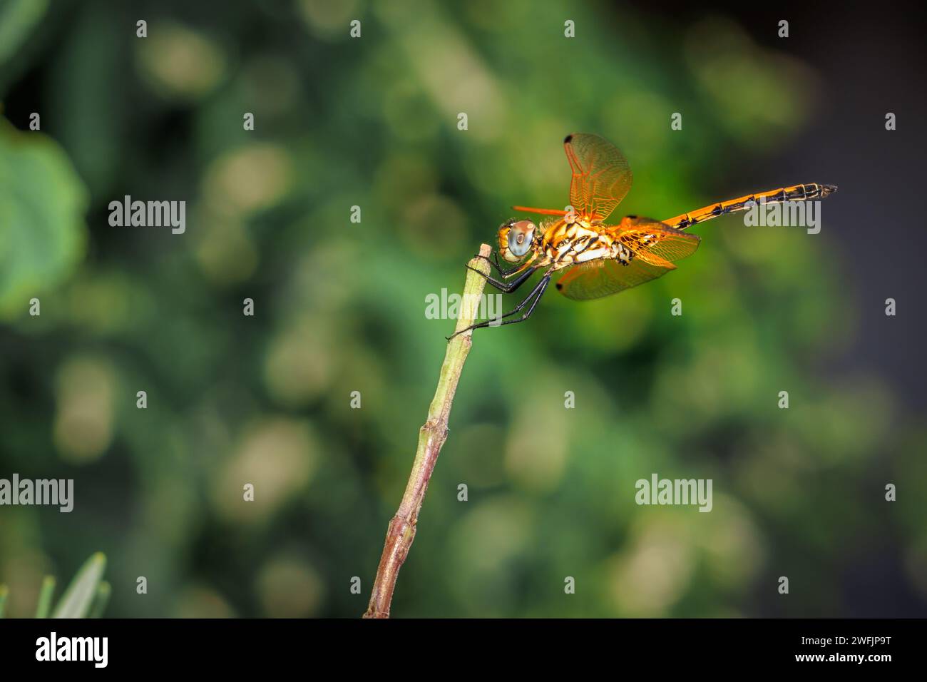Orange Wandering glider Dragonfly (Pantala flavescens) sitting on green grass, South Africa Stock Photo
