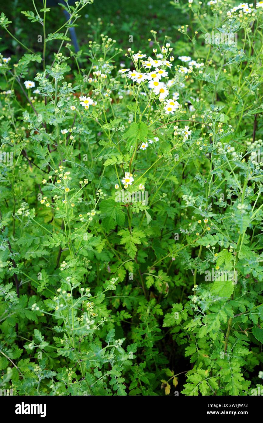 Feverfew (Tanacetum parthenium, Chrysanthemum parthemium or Matricaria
