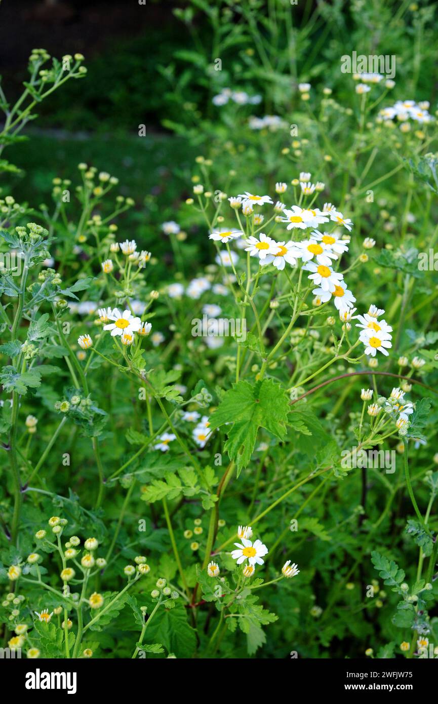 Feverfew (Tanacetum parthenium, Chrysanthemum parthemium or Matricaria