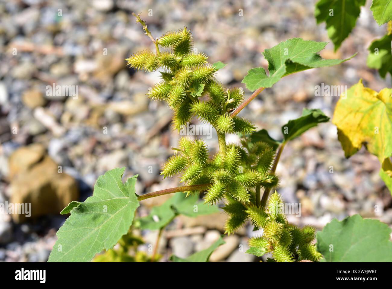 Cocklebur (Xanthium strumarium) is an annual plant native to North America and naturalized in Europe and Asia. Spiny fruits and leaves detail. This ph Stock Photo