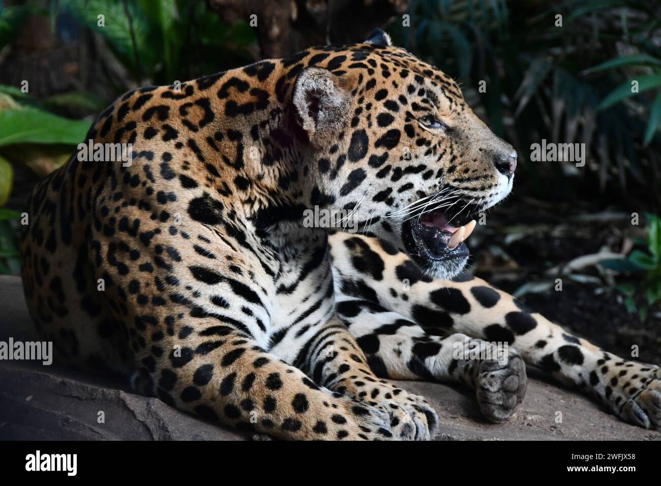 South American Jaguar Stock Photo