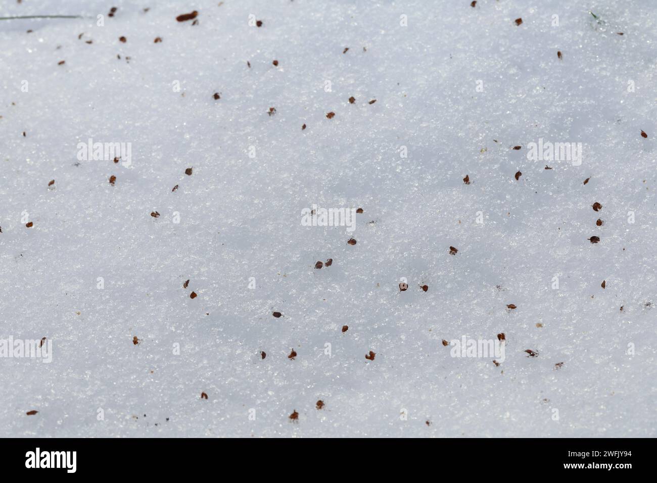 Baum erle erlensamen hi-res stock photography and images - Alamy